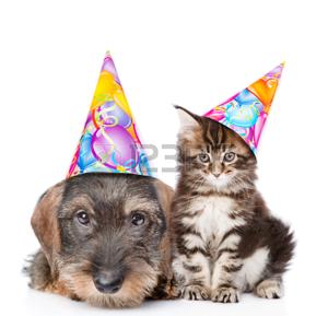 Carte anniversaire chiens et chats