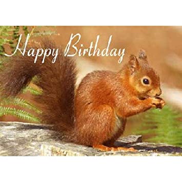 Carte anniversaire ecureuil