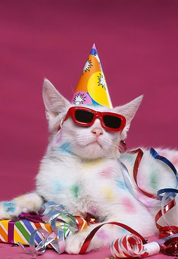 Carte anniversaire chat rigolo