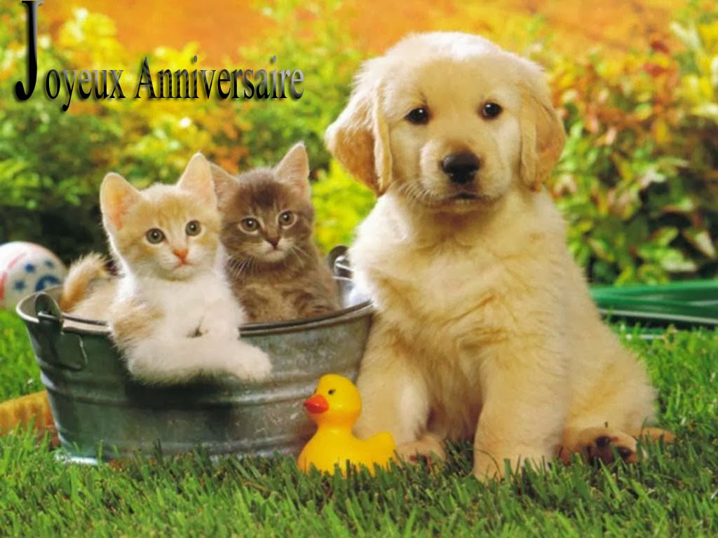 Carte anniversaire d'animaux