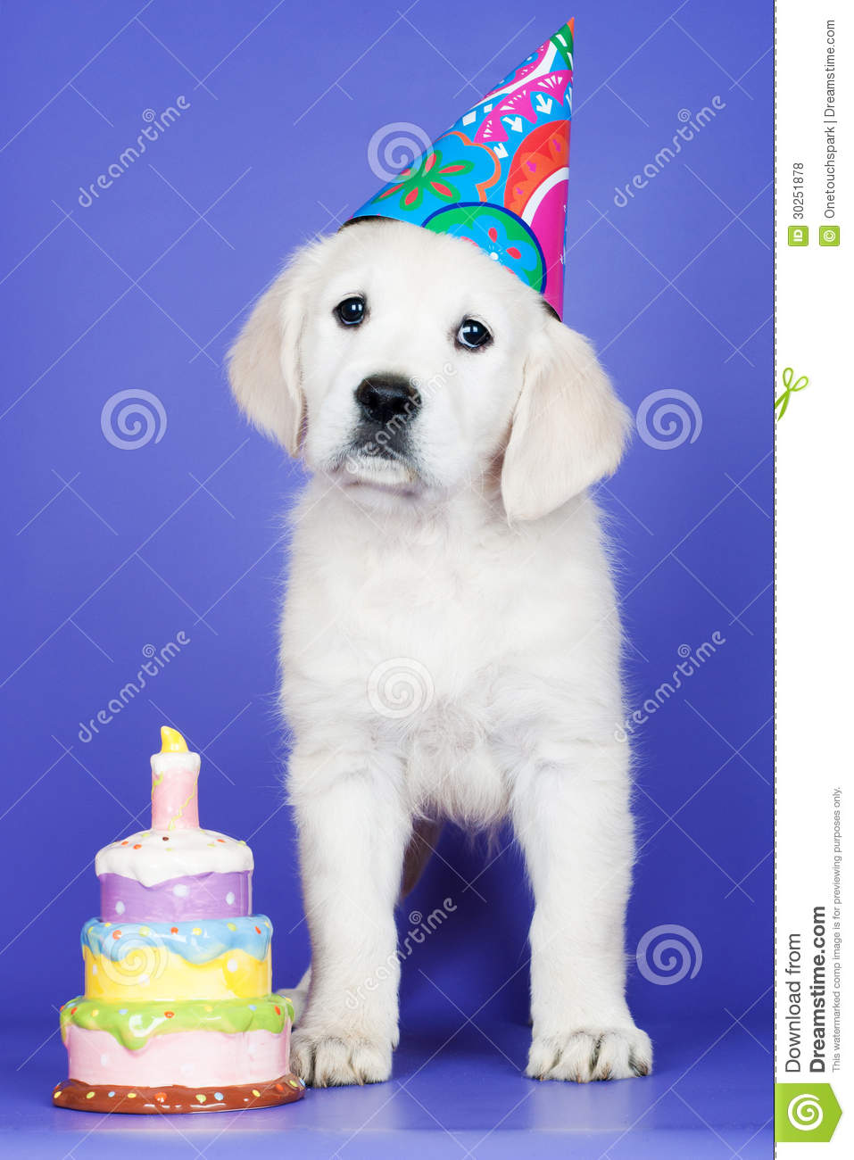Carte anniversaire chien labrador