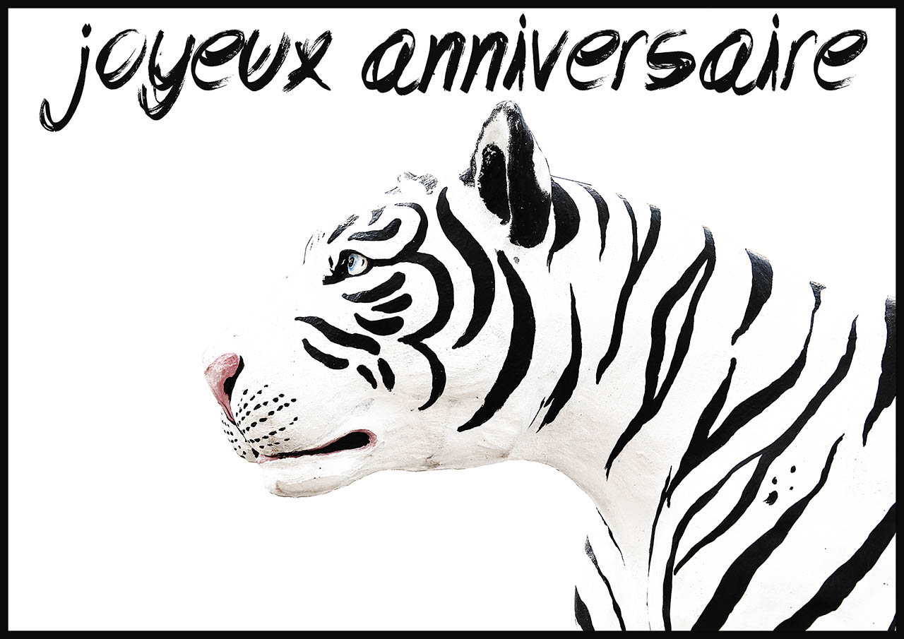 Carte anniversaire tigre blanc