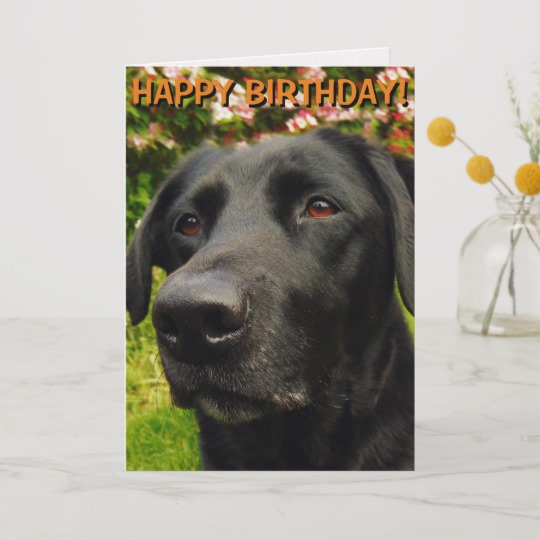 Carte anniversaire labrador
