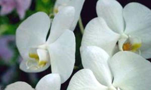 Carte anniversaire orchidée gratuite