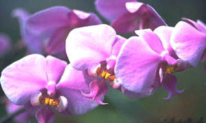 Carte virtuelle anniversaire orchidée