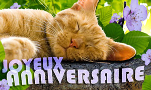 Carte anniversaire chat gratuit