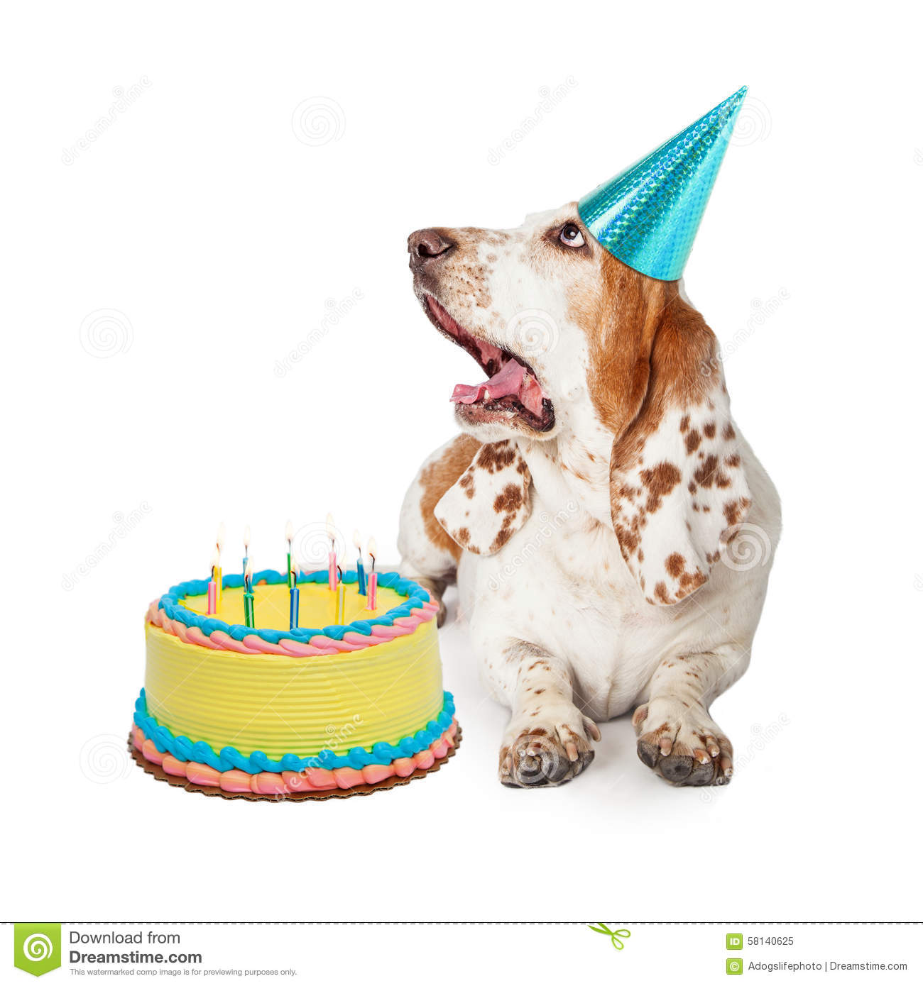 Carte anniversaire basset hound