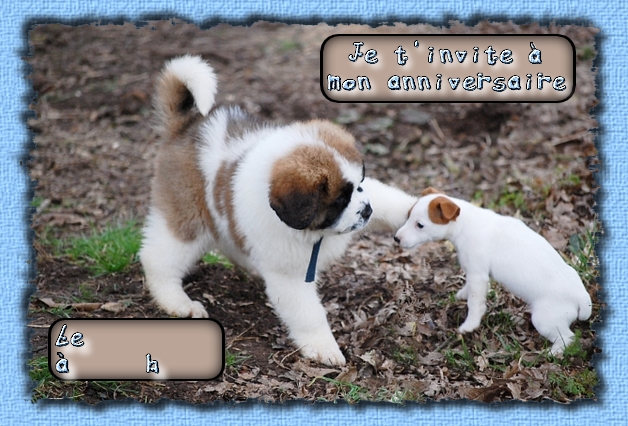 Carte anniversaire chiens imprimer gratuite