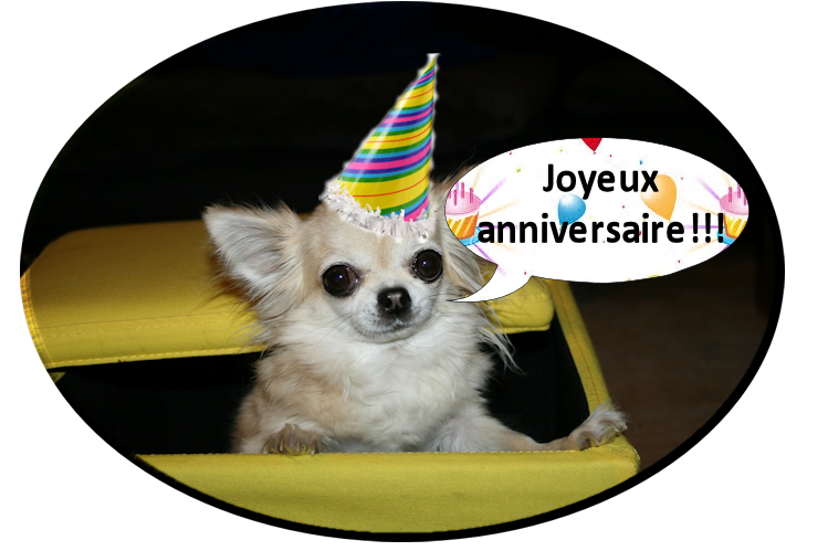 Chihuahua carte anniversaire